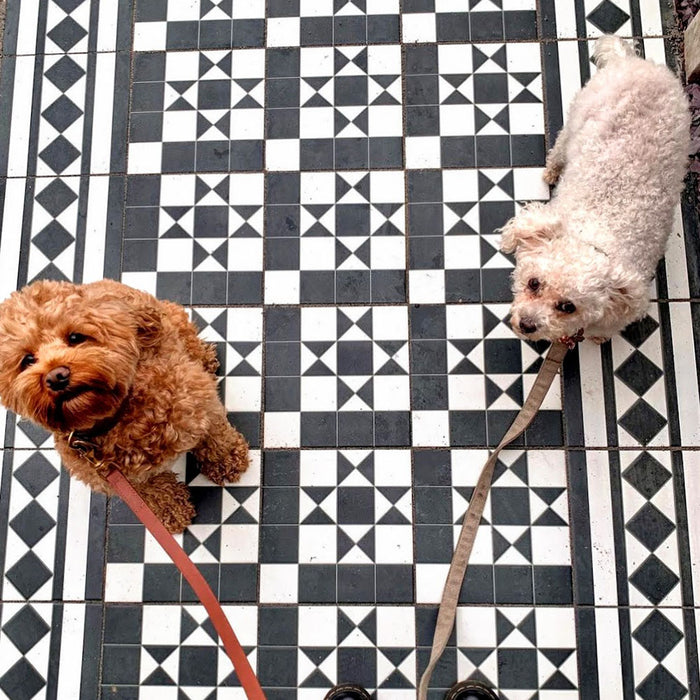 Walkway featuring Sloane Square Black and White 25x25cm Victorian-style ceramic floor tiles arranged in a classic geometric pattern, shown in an outdoor setting with two small dogs standing on the tiled path.